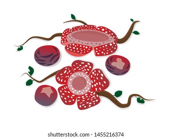 Rafflesia arnoldii or corpse flower,the biggest flower,vector illustration.