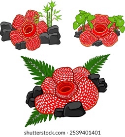 Rafflesia arnoldii flower vector design