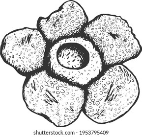 Rafflesia arnoldii is one of three national flowers in Indonesia, the other two are white jasmine (Jasminum sambac) and the moon orchid (Phalaenopsis amabilis)