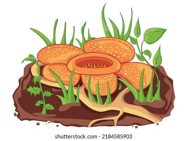 Rafflesia the biggest flower isolated on white background in vector illustration