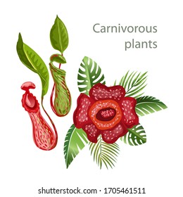 Rafflesia - biggest flower, Nepenthes plant. Red big flower, carnivorous plant. Tropical plant of Malaysia and Indonesia. Insect trap. Exotic floral set. Vector illustration.