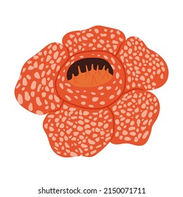 Rafflesia. The biggest flower. Vector hand drawn illustration. Isolated on white background.