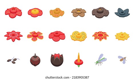 Rafflesia icons set isometric vector. Flower bloom. Asian flora