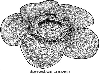 Rafflesia illustration, drawing, engraving, ink, line art, vector
