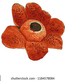 The Rafflesia is the largest flower in the World with recent flowers found measuring up to 95cm (3 feet) across.