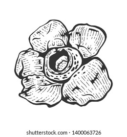 Rafflesia parasitic giant flower sketch line art engraving vector illustration. Scratch board style imitation. Black and white hand drawn image.