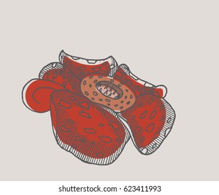 Rafflesia,the biggest flower in the wolrd,hand draw