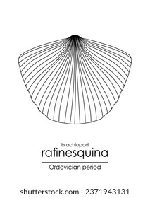 Rafinesquina, an Ordovician period brachiopod, is well-suited for both coloring and educational purposes in a black and white line art illustration