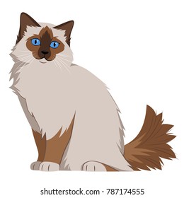 Rag doll cat on white background