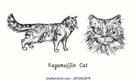 Ragamuffin Cat collection, head front view and standing side view. Ink black and white doodle drawing in woodcut style