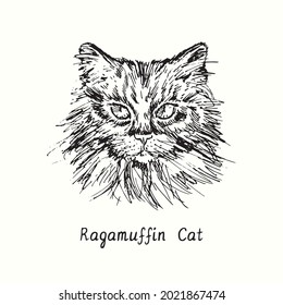 Ragamuffin Cat face portrait. Ink black and white doodle drawing in woodcut style.