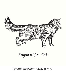 Ragamuffin Cat standing side view. Ink black and white doodle drawing in woodcut style.