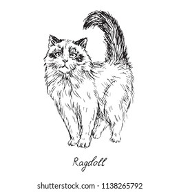 Ragdoll, cat breeds illustration with inscription, hand drawn doodle, sketch, outline black and white vector