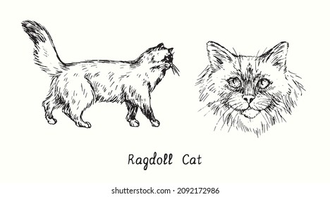 Ragdoll Cat collection, head front view and standing side view. Ink black and white doodle drawing in woodcut style