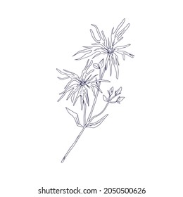 Ragged-robin flower, outlined botanical sketch. Vintage engraving of Silene flos-cuculi. Detailed drawing of wild floral plant. Drawn vector illustration of wildflower isolated on white background