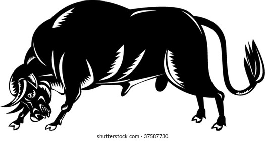 Raging bull isolated on white background