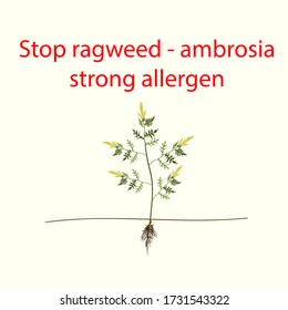 Ragweed Ambrosia plant vector flat illustartion isolated on white background. Strong allergen ubiquitously causing allergy summer and autumn.
