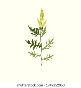 Ragweed Ambrosia plant vector flat illustration isolated on white background. Strong allergen ubiquitously causing allergy summer and autumn.