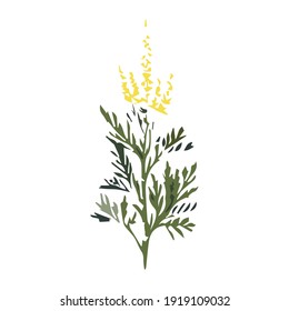 Ragweed Ambrosia plant vector flat illustration isolated on white background. Strong allergen ubiquitously causing allergy summer and autumn.