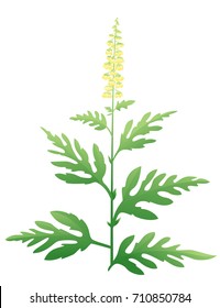 Ragweed Plant