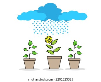 The Rain Falls on the Potted Plants on a White Background 