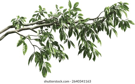 Rain forest trees, jungle green trees, vector cut out tropic tree, lush tropical jungle, nature trees, exotic jungle, tropical rainforest plants, wild foliage, tropical green forest, jungle plants.