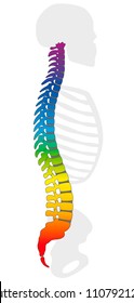 Rainbow colored backbone. Colorful spine and gray skeleton, as a symbol for healthy vertebras. Isolated vector illustration on white background.