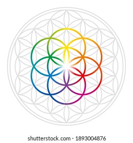 Rainbow colored Seed of Life in gray Flower of Life. Geometric figures and spiritual symbols of the Sacred Geometry. Overlapping circles forming a flower like pattern. Illustration over white. Vector.