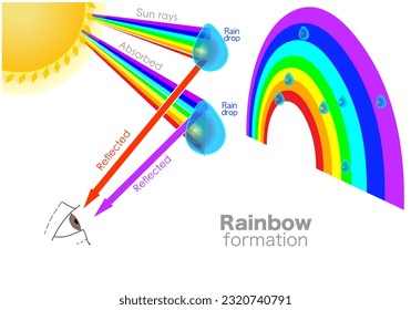 Rainbow formed. Multicolored arc made by light striking water droplets. Effect of ray hitting a raindrop. Phenomena, namely, reflection, refraction, dispersion of light. Red to violet gradual. Vector