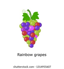 Rainbow grapes vector Illustration , bunch of  grapes with stem and leaf isolated on white background,fresh fruit