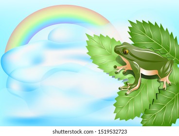 rainbow landscape and toad on the leaves
