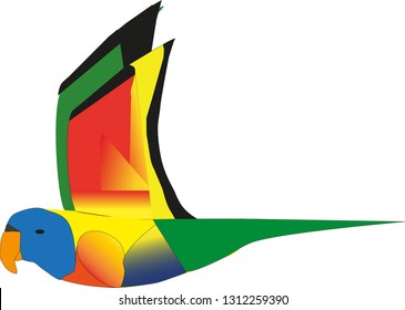 Rainbow lorikeet
Bird