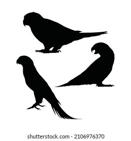 Rainbow lorikeet trio silhouette design template