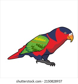 rainbow parrot from papua indonesia