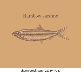 Rainbow sardine Fish illustration with details and highlights.