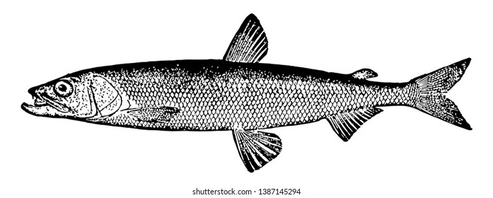 Rainbow Smelt Is A North American Fish In The Osmeridae Family Of Smelts Named For Its Brilliant Colors, Vintage Line Drawing Or Engraving Illustration.
