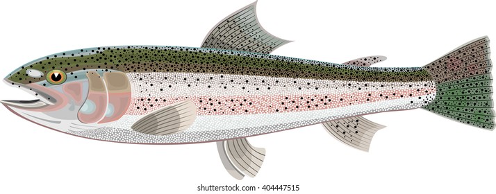 rainbow trout