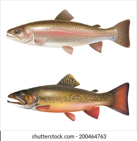 Rainbow trout and brook trout isolated on white. Vector eps 10.