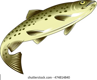 Rainbow trout and brook trout isolated on white. Vector