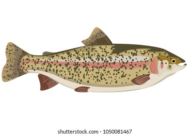 Rainbow trout carton