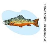 Rainbow trout fish or brook trout isolated on white background. Vector illustration. Seafood