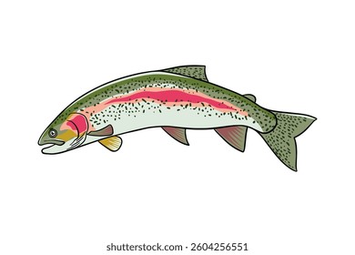 Rainbow Trout fish colored illustration