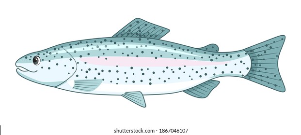 Rainbow trout fish on a white background. Cartoon style vector illustration