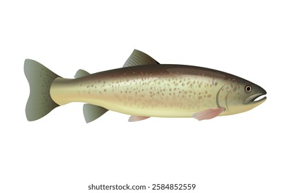 Rainbow trout. Freshwater predatory fish. Vector realistic illustration isolated on white background