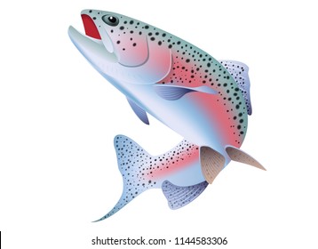 Rainbow Trout graphic vector