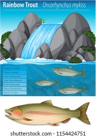 Ilustración de afiche de información sobre truchas arcoiris