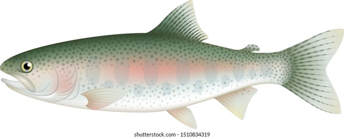 Rainbow trout, isolated on the white background.