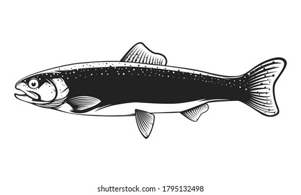 Rainbow trout jumping out water.Salmon isolated on white background. Concept art for horoscope, tattoo or colouring book.