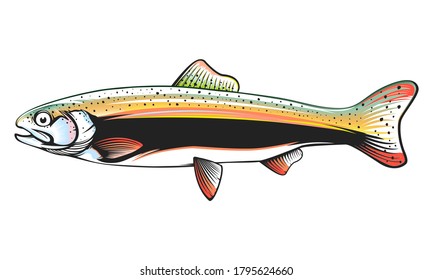 Rainbow trout jumping out water.Salmon isolated on white background. Concept art for horoscope, tattoo or colouring book.