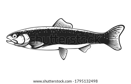 Rainbow trout jumping out water.Salmon isolated on white background. Concept art for horoscope, tattoo or colouring book.